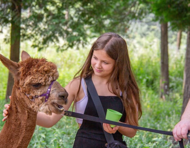 alpaga balade 1 | Alpaga