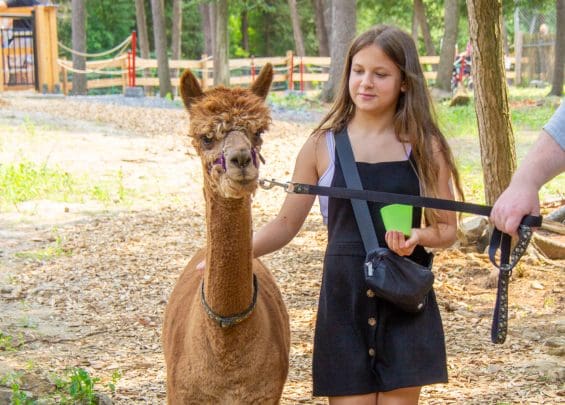 baladae alpaga resize | Alpaga