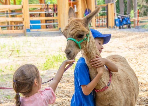 contact alpaga 1 | Alpaga